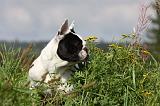BOULEDOGUE FRANCAIS 673